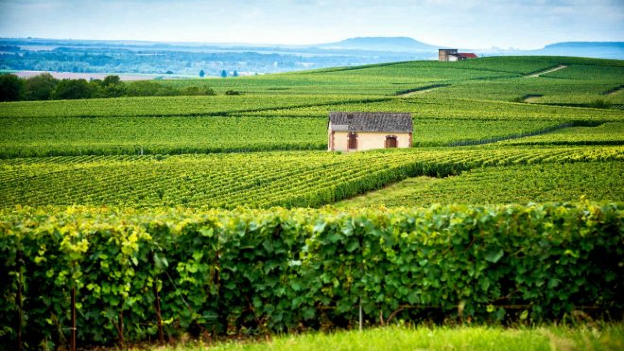 champagne-reims-france-shutterstock_1067026169-660x420