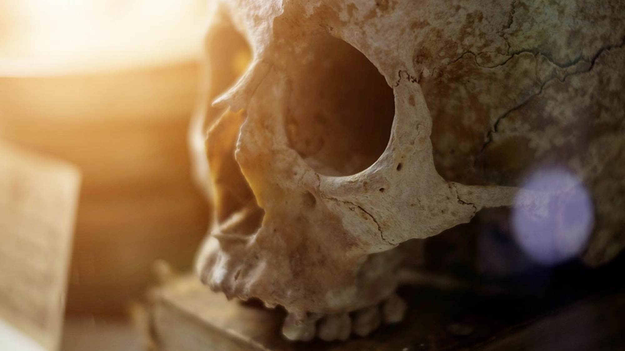 Skull and old book